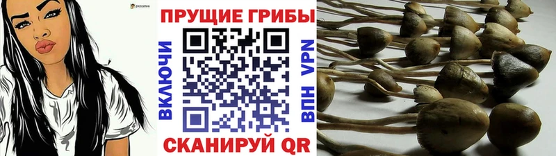 Галлюциногенные грибы Psilocybine cubensis  МЕГА ССЫЛКА  Тара  купить  цена 